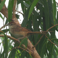 Tawny Grassbird